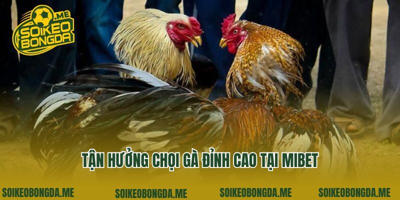 Tận hưởng chọi gà đỉnh cao tại Mibet
